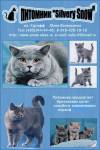 Питомник британских кошек SILVERY SNOW г.Москва