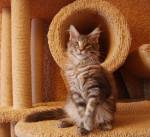Питомник кошек породы мейн кун Coon Lounge*BY
